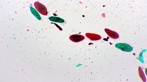 Paramecium whole mount under microscope magnified in 100 times against bright Stock Footage 220597096