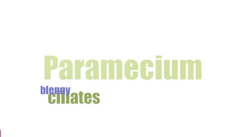 Paramecium Wordcloud Animated Isolated On White Video stock 103093683