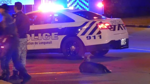 Paramedics loading patient with deer on the road - 24fps 1080p Stock Footage 91598847