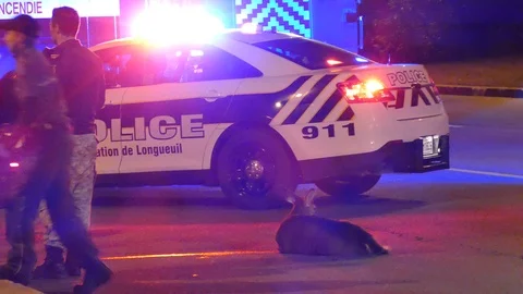 Paramedics loading patient with deer on the road Stockbeeldmateriaal 97483717