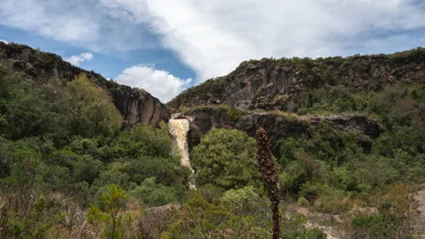 Paramo and cloudforest vegetation, timelapse tilt down from a waterfall Vídeo Stock 139931347