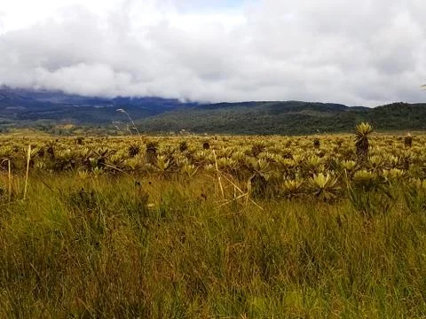 Paramo ecosystem. High mountain vegetation in Andes region. Frailejon plants. Stock Photos