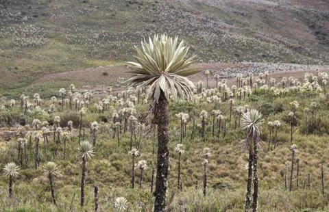 Paramo with Freilejon plants Stockfoto's