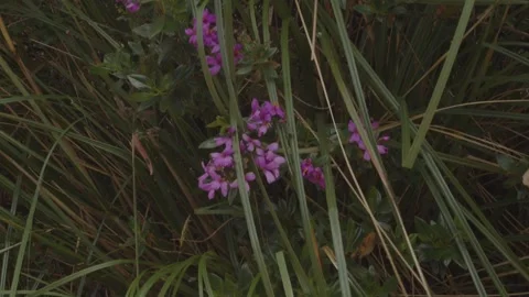 Páramo landscape Video stock 312124198