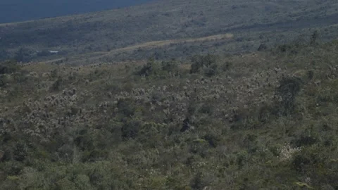 Páramo landscape Video stock 312124268