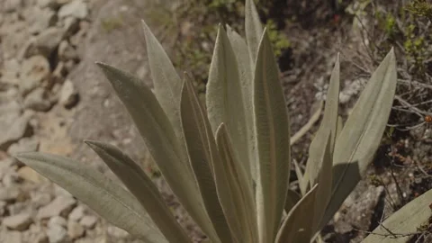 Páramo landscape frailejon in the wind close-up Video stock 312124209