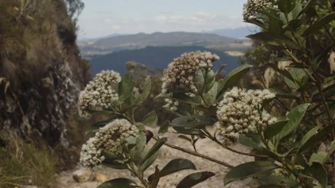 Páramo landscape white and brown flowers, mountain background Video stock 312124203