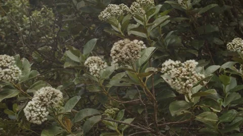 Páramo landscape white flowers Video stock 312124200