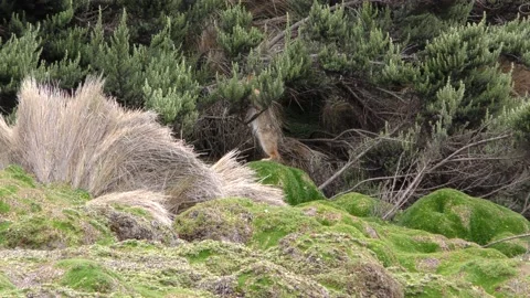 Paramo Rabbit Eating Chewing on Shrub Branch in Paramo in Andes Mountains Vídeo Stock 132136034