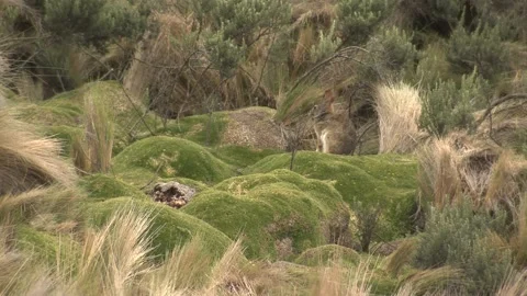 Paramo Rabbit Looking Around in South American Andes Mountains Vídeo Stock 132096620