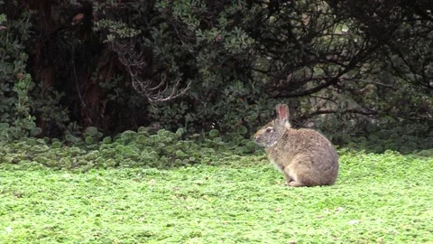 Paramo Rabbit Sitting Resting Andes Mountains South America Vídeo Stock 132612544