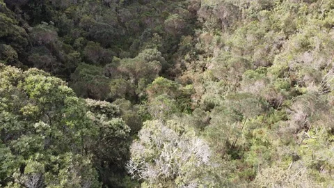 Paramo with Trees and Plants Around with Mountain Views Vídeo Stock 140885268