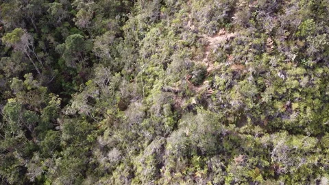 Paramo with Trees and Plants Around with Mountain Views Vídeo Stock 140885308