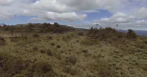 Paramo with Trees and Plants Vídeo Stock 140825083