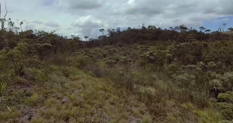 Paramo with Trees and Plants Vídeo Stock 140825523