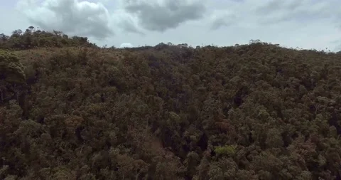 Paramo with Trees and Plants Vídeo Stock 140868269
