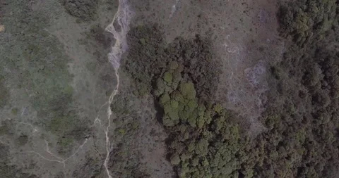 Paramo with Trees and Plants Vídeo Stock 140869779