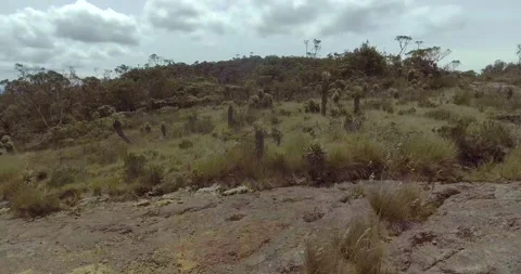 Paramo with Trees and Plants Vídeo Stock 140870401