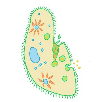 Paramoecium isolated on white background science illustration Stock Illustration