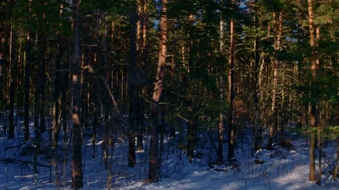 Paramonov Aleksandr Stock Footage 109202284