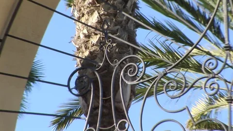 Paramount Pictures back zoom from tree Hollywood, CA USA Stock Footage 81420877