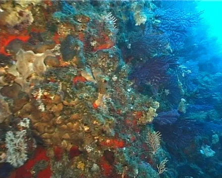Paramunicea Clavata 21 – PAL 動画素材 80346