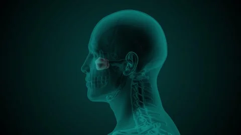 Paranasal sinus Maxillar Stock Footage 274450901