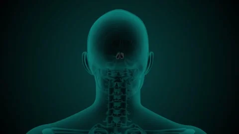 Paranasal sinus Sphenoid Stock Footage 274740425