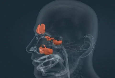 The paranasal sinuses are covered with a layer (mucosa) that is continuous wi Stock Illustration