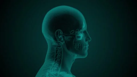 Paranasal sinuses Stock Footage 273739861