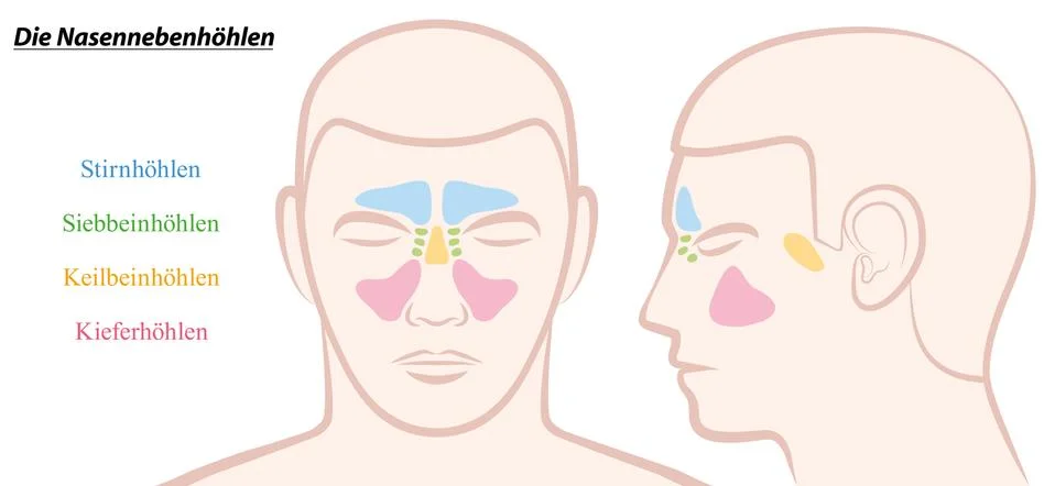 Paranasal Sinuses German Text Stock Illustration