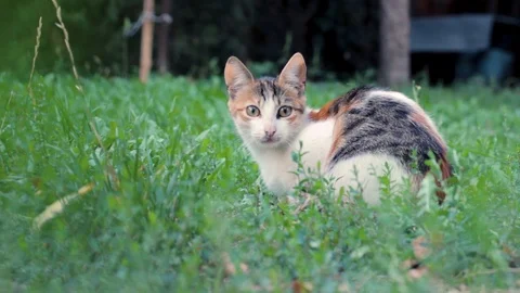 Paranoid cat in the green grass  Stock Footage 86316466