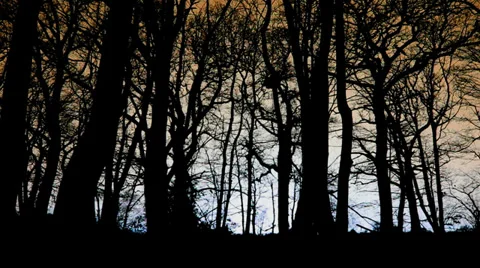 Paranoid forest (dolly) Stock Footage 35117890