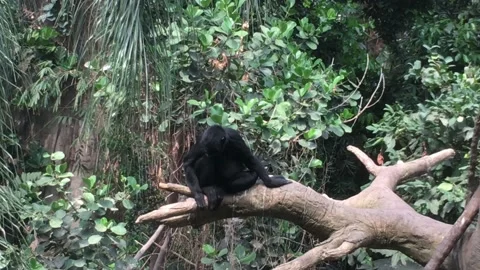 Paranoid Monkey Looking About to Assess Risk 스톡 동영상 171438186