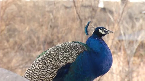 Paranoid Peacock Stock Footage 1065006