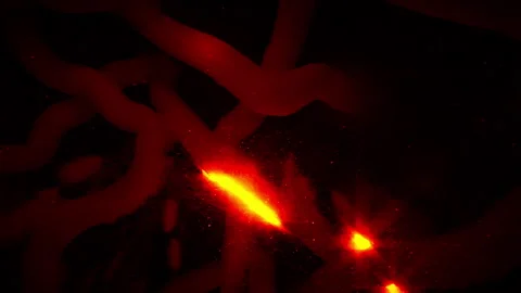 Paranormal Root Structure With Glowing Pulses Video stock 270981009