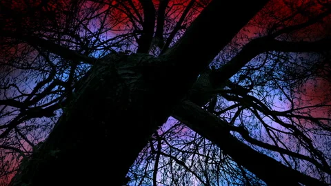 Paranormal Sky Behind Gnarled Old Tree Frightening Scene Video stock 247843433
