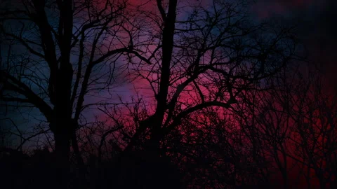 Paranormal Storm Sways Trees At Night Vídeo Stock 278428468