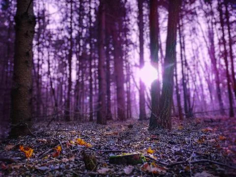 Paranormal stranger forest for horror background. Nature misty landscape. Fotos de archivo