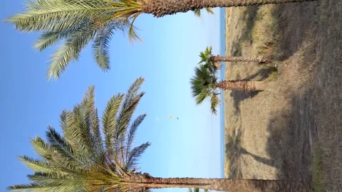 Parapet flying between tropical palm trees, vertical view 動画素材 242575662