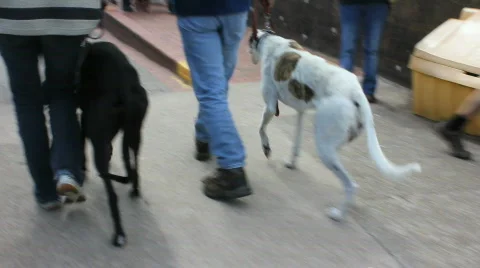 Paraplegic dog Vidéo 862072