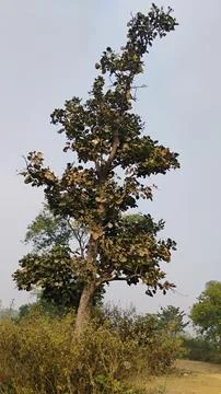 Paras tree is very nice Stock Photos