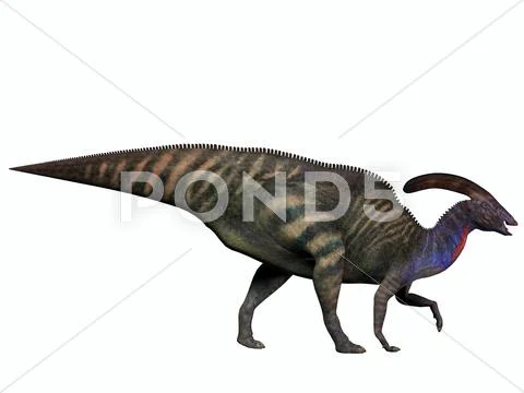 Parasaurolophus on white Stock Illustration