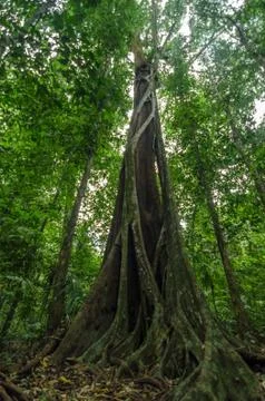 Parasite Consuming a Tree Foto stock