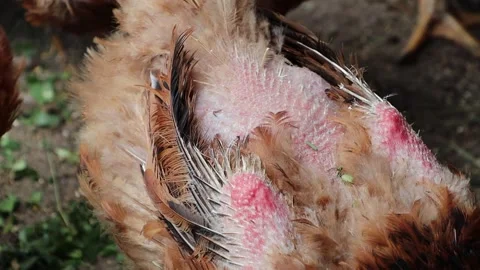 A parasite that eats feathers has been found in the chicken coop The chickens Video stock 255652094