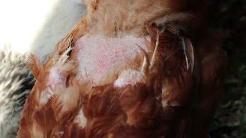A parasite that eats feathers has been found in the chicken coop The chickens Video stock 255676330