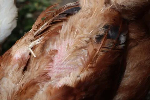 A parasite that eats feathers has been found in the chicken coop The chickens 写真素材
