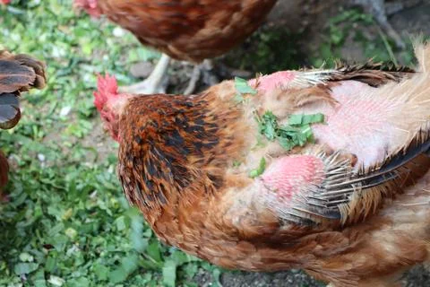 A parasite that eats feathers has been found in the chicken coop The chickens Stock Photos