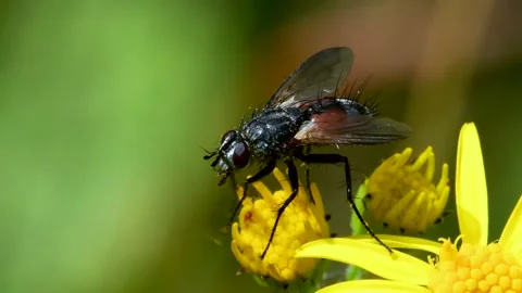 Parasite Fly on yellow flower, Eriothrix rufomaculata Video stock 149024770