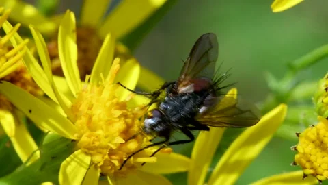 Parasite Fly on yellow flower, Eriothrix rufomaculata Video stock 149024927